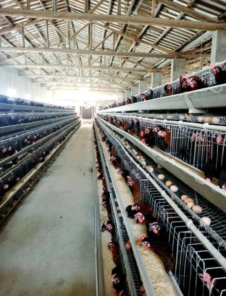 2016年蛋鸡行情怎么样_蛋鸡养殖还能赚钱吗