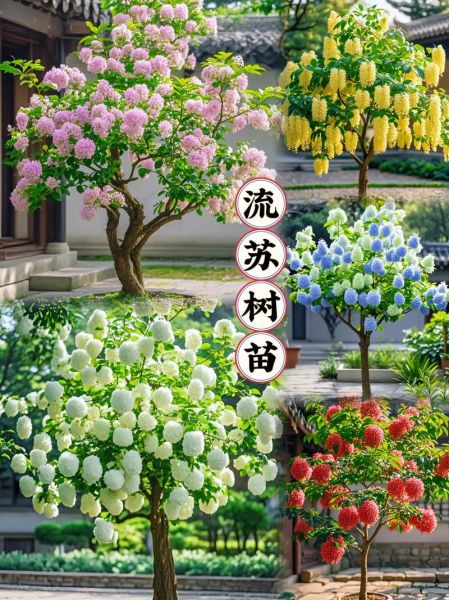 流苏树种植前景怎么样_流苏树几年能开花