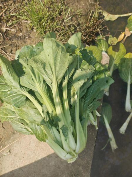 无公害蔬菜市场前景怎么样_如何进入无公害蔬菜市场