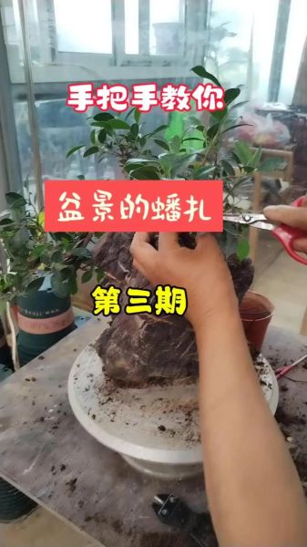 盆景怎么养_盆景造型技巧