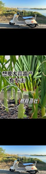 大蒜种植前景怎么样_2024年种大蒜赚钱吗