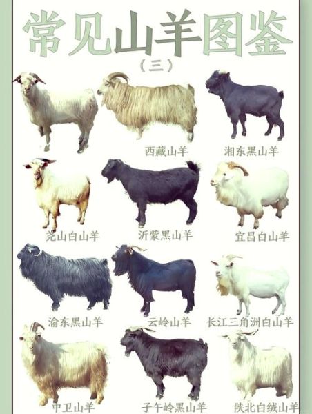 山羊养殖赚钱吗_山羊品种怎么选