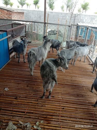 山羊养殖赚钱吗_山羊品种怎么选