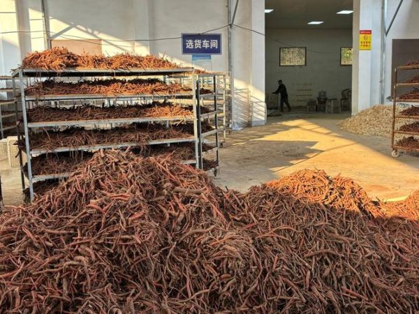 丹参市场前景如何_丹参种植赚钱吗