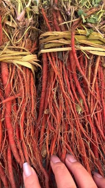 丹参市场前景如何_丹参种植赚钱吗