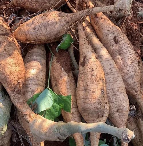 葛根种植赚钱吗_葛根市场前景怎么样