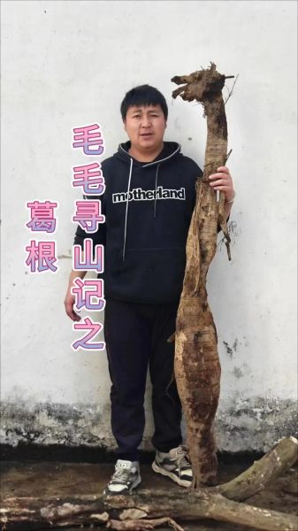 葛根种植赚钱吗_葛根市场前景怎么样