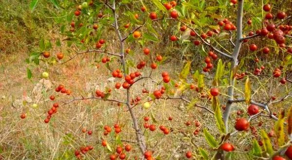 酸枣种植前景怎么样_酸枣仁价格走势如何