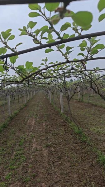 猕猴桃还有发展前景吗_猕猴桃种植前景分析