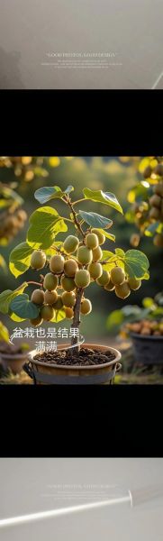 猕猴桃还有发展前景吗_猕猴桃种植前景分析