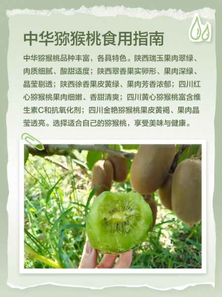 猕猴桃还有发展前景吗_猕猴桃种植前景分析