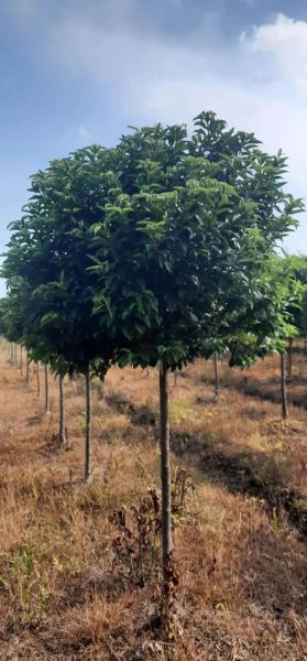 2017绿化行业前景如何_绿化行业赚钱吗