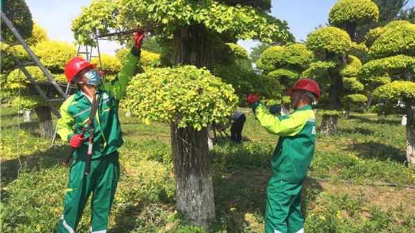 2017绿化行业前景如何_绿化行业赚钱吗