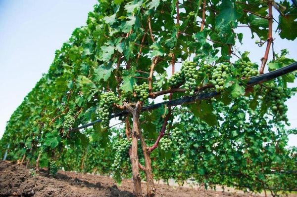 种植葡萄赚钱吗_葡萄种植前景怎么样