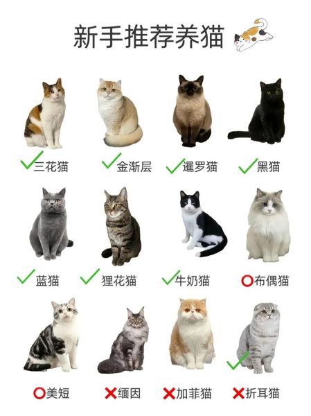 宠物猫行业前景怎么样_新手养猫赚钱吗