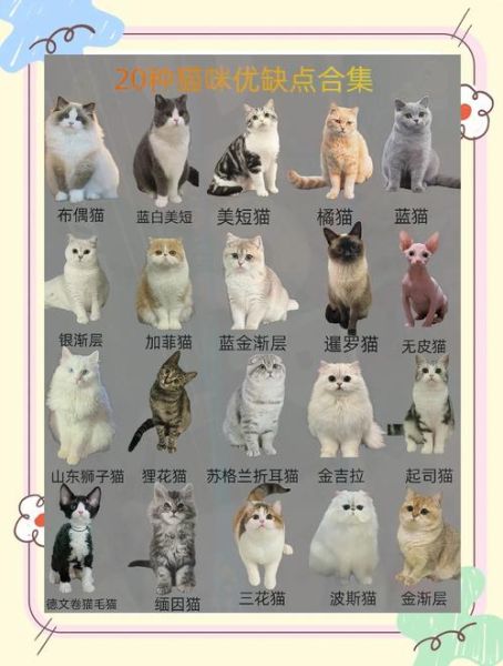 宠物猫行业前景怎么样_新手养猫赚钱吗