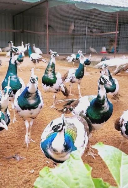 孔雀养殖赚钱吗_孔雀市场前景怎么样