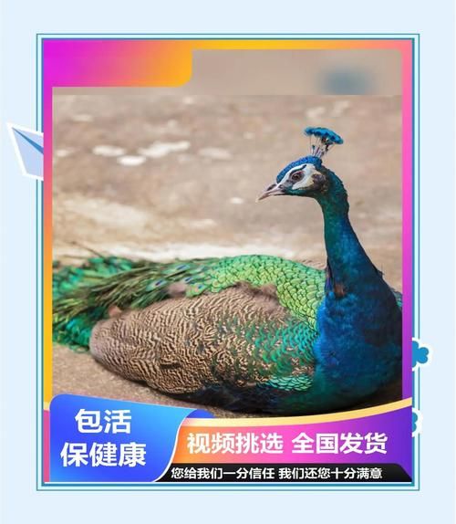 孔雀养殖赚钱吗_孔雀市场前景怎么样