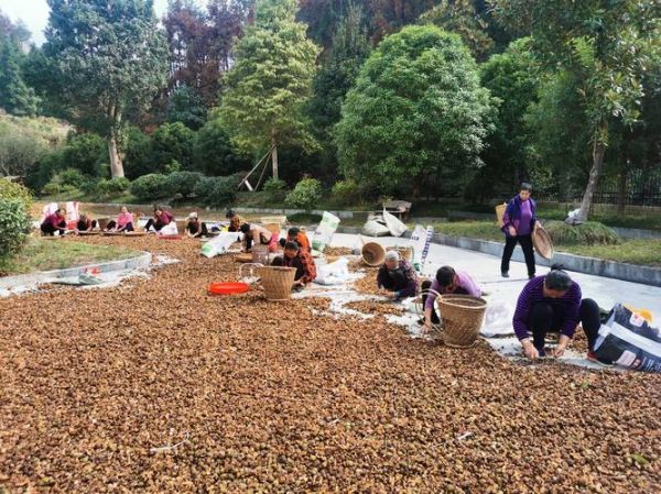 茶油市场前景怎么样_茶油行业赚钱吗