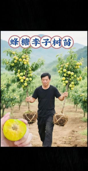 李子种植赚钱吗_李子市场前景如何