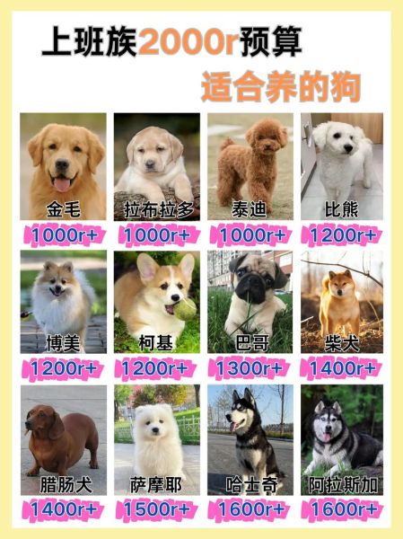 宠物犬养殖前景怎么样_2024年还能赚钱吗