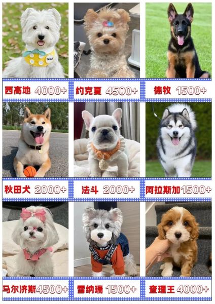 宠物犬养殖前景怎么样_2024年还能赚钱吗