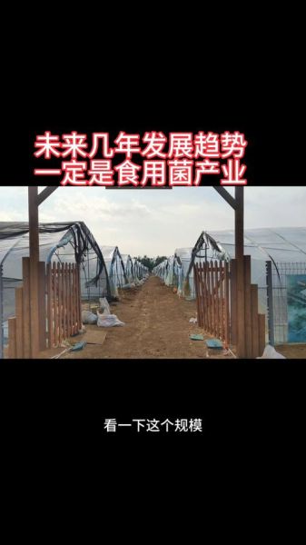 食用菌种植前景怎么样_食用菌市场未来五年发展趋势