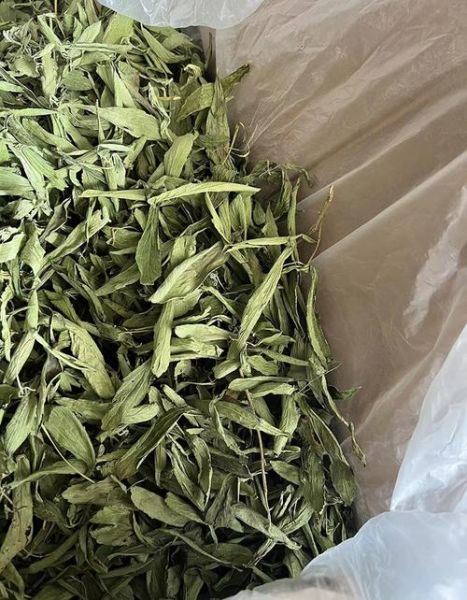 甜叶菊市场前景怎么样_甜叶菊种植赚钱吗