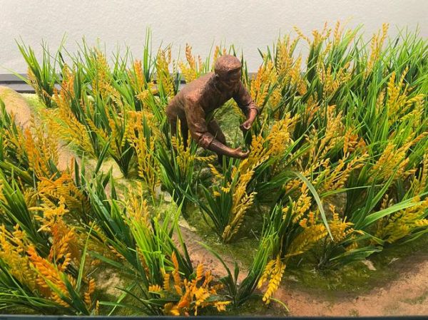 水稻种植前景如何_水稻种植成本与利润