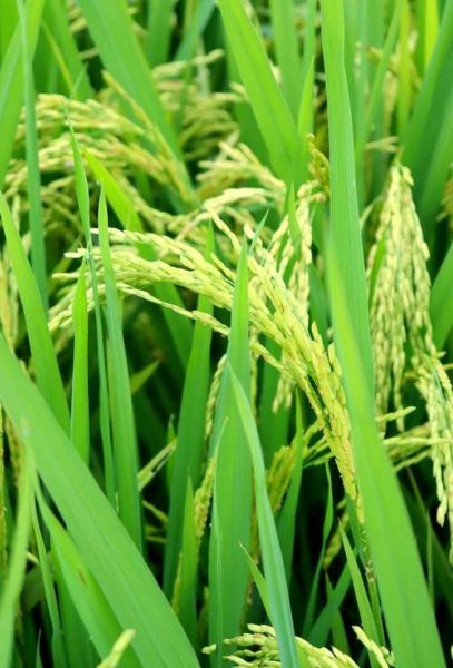 水稻种植前景如何_水稻种植成本与利润