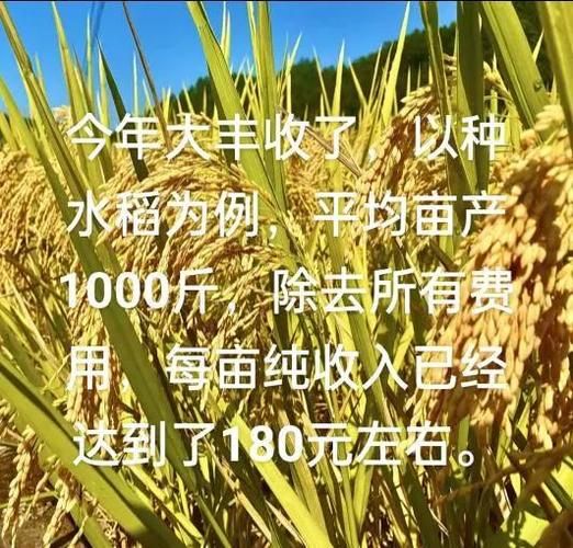 水稻种植前景如何_水稻种植成本与利润