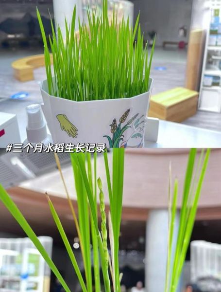 水稻种植技术_如何提高水稻产量