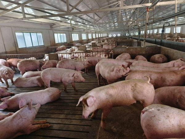 2015养殖业前景如何_2015养殖业什么最赚钱