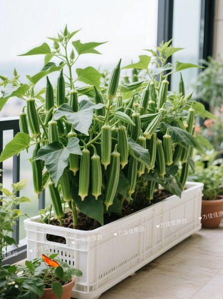 秋葵种植前景如何_秋葵营养价值高吗