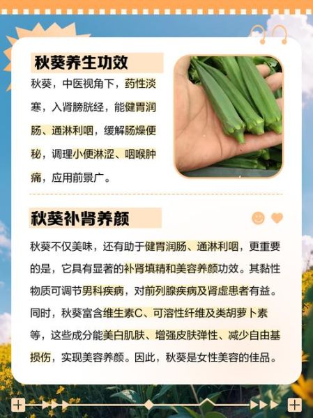 秋葵种植前景如何_秋葵营养价值高吗