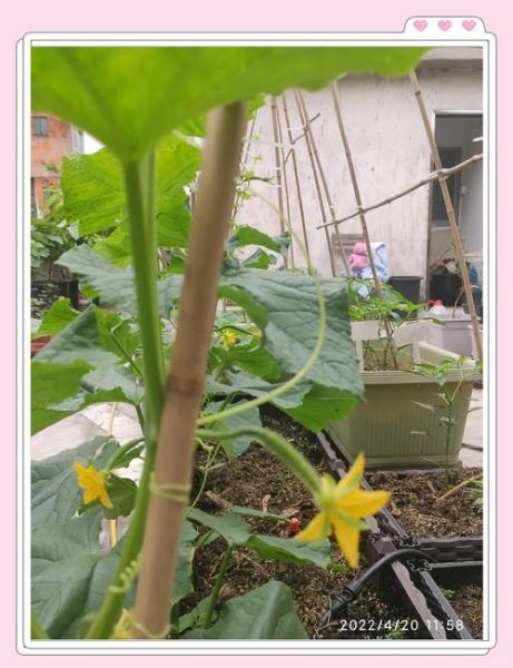 黄瓜种植前景如何_2024年种黄瓜赚钱吗