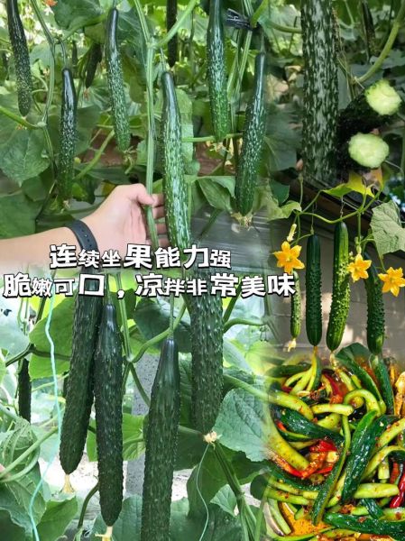 黄瓜种植前景如何_2024年种黄瓜赚钱吗