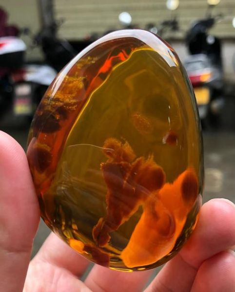 琥珀收藏价值高吗_琥珀未来升值空间有多大