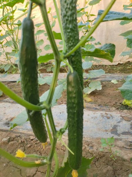 黄瓜种植前景如何_2024年种黄瓜赚钱吗