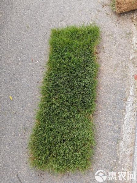 耐冷前景草有哪些_冬季常绿草坪推荐