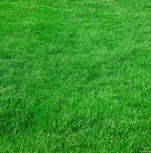 耐冷前景草有哪些_冬季常绿草坪推荐