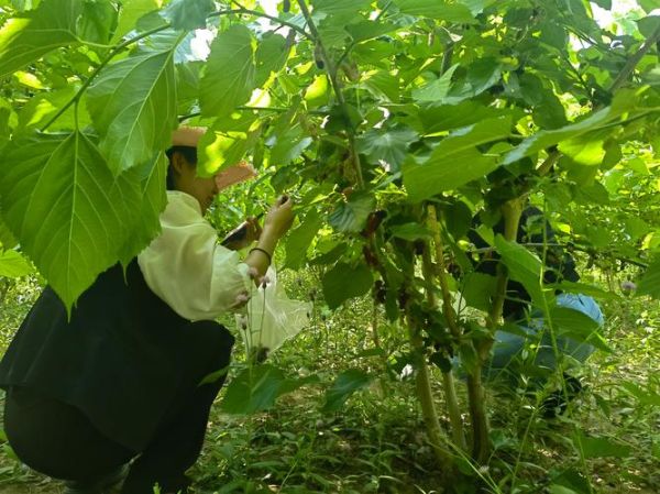 蚕业前景怎么样_蚕桑养殖赚钱吗