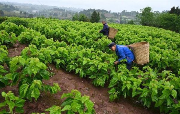 蚕业前景怎么样_蚕桑养殖赚钱吗