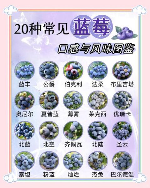 蓝莓种植前景如何_蓝莓品种哪个好