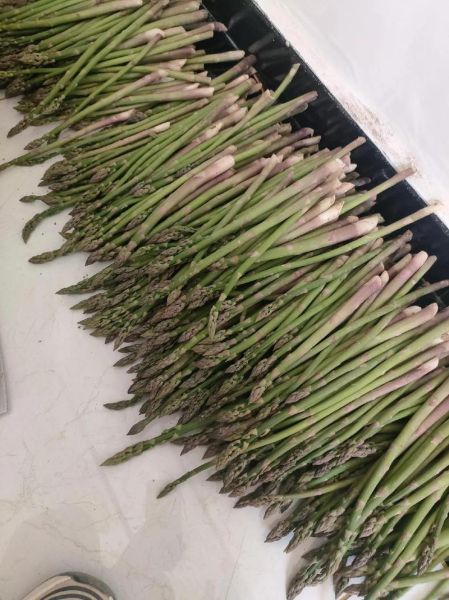 芦笋种植前景如何_芦笋市场前景怎么样