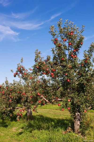 苹果树前景怎么样_苹果树种植前景如何