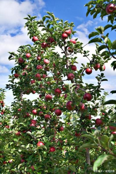 苹果树前景怎么样_苹果树种植前景如何