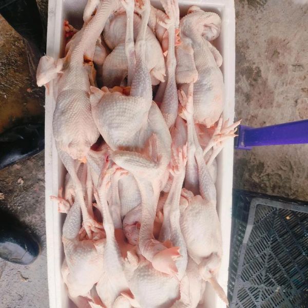 活鸡屠宰厂需要什么手续_活鸡屠宰利润有多大