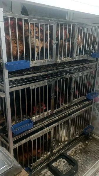 活鸡屠宰厂需要什么手续_活鸡屠宰利润有多大