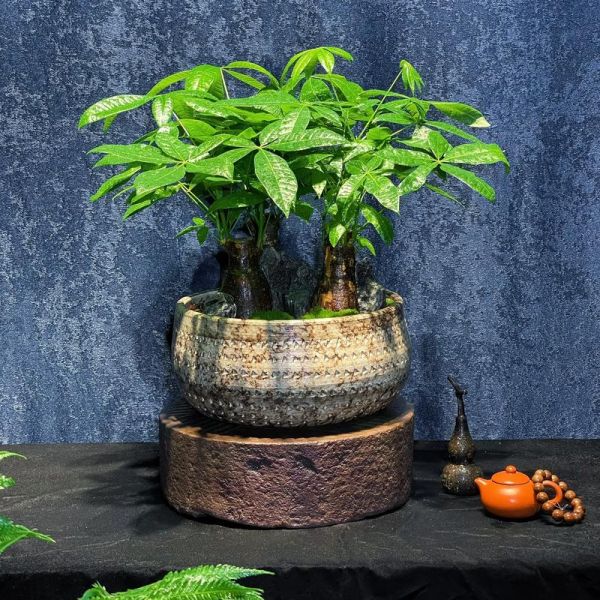 盆景发展前景怎么样_盆景行业赚钱吗